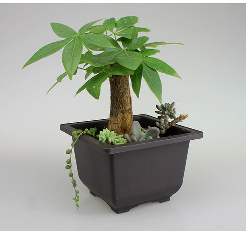 Garden supplies antique plant